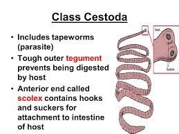 UAMS Parasitology Cestodes Flashcards Quizlet