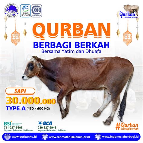 Daftar Harga Sapi Qurban Dari Tipe Super Hingga Tipe E