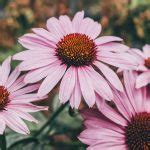 Complete Guide To Growing Echinacea In Perth EPHAS