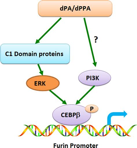 Schematic Diagram Depicting The Possible Mechanisms Through Which