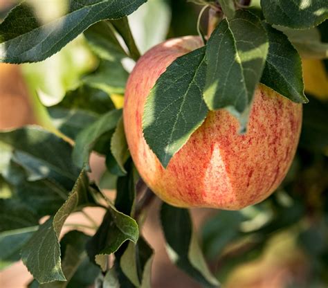 Apfel Apfelbaum Frucht Kostenloses Foto Auf Pixabay Pixabay