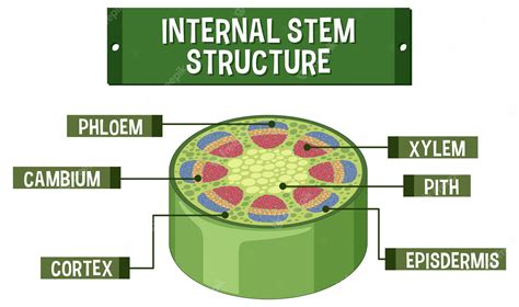 Estructura Interna Del Diagrama De Tallo Vector Premium