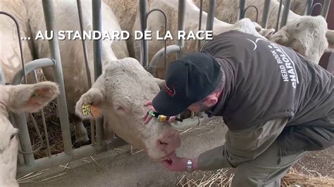 Découvrez Toute La Gamme De Services Du Herd Book Charolais Dédiée à La