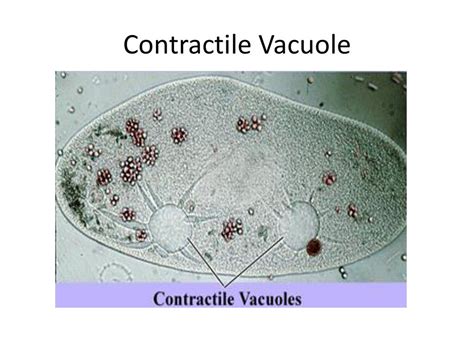 Eukaryotic Cell Components Part 1 Ppt Download