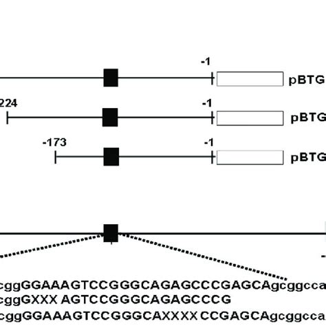 Map Of BTG2 Reporter Vectors A Nested Deletion Constructs Of