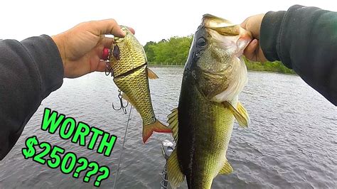 Rare 250 Swimbait Catches So Many Big Bass Worth The Money