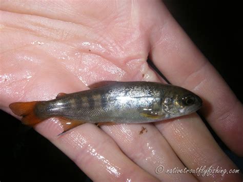 Native Trout Fly Fishing: Coho Salmon