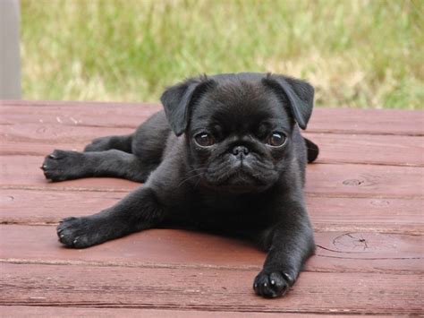 Black Pug Dog Smushed Faces Cute Pugs Cute Pug Puppies Black Pug