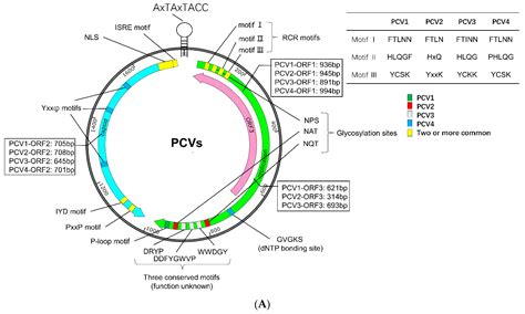 Viruses Free Full Text Advances In Crosstalk Between Porcine