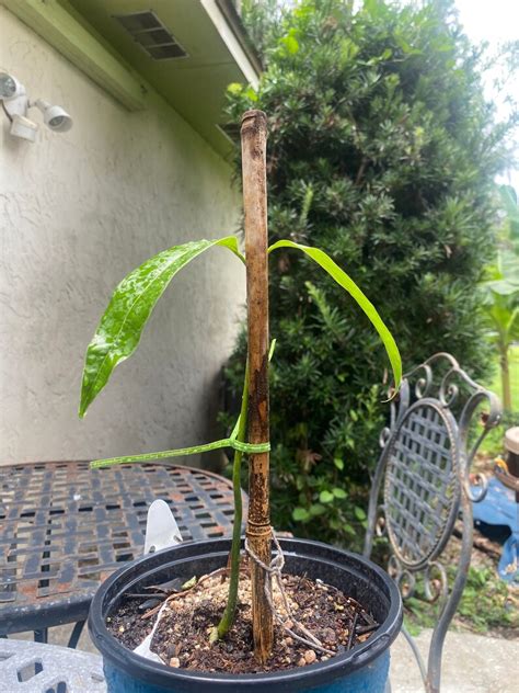 Ataulfo Honey Mango Tree Seedling Etsy Uk