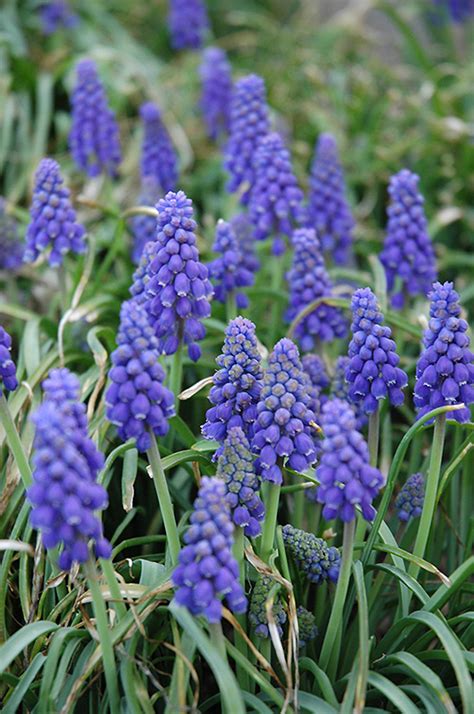 Grape Hyacinth | Early Spring Purple Blooms