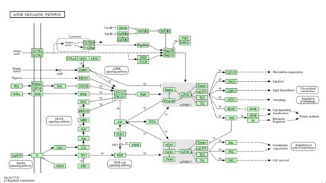 KEGG PATHWAY MTOR Signaling Pathway Homo Sapiens Human