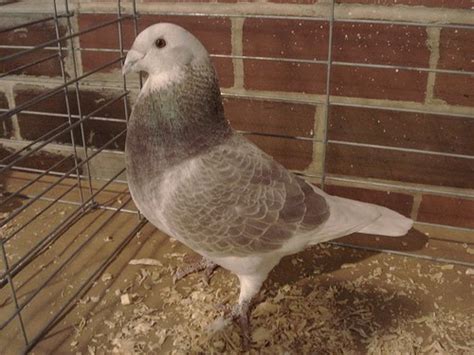 Racing Homer Pigeon Encyclopedia Of Pigeon Breeds