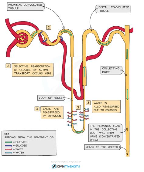 CIE IGCSE Biology 复习笔记13 1 2 The Kidney