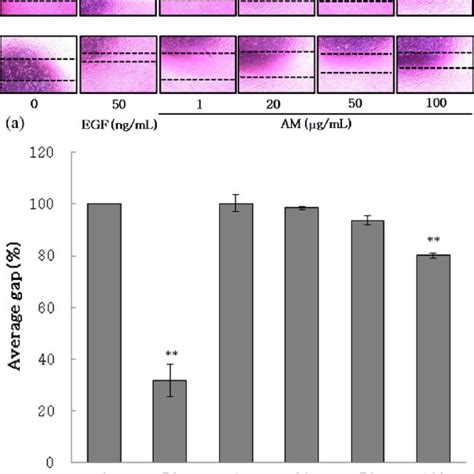 The Effect Of AM On The Viability Of HaCaT Cells Cells Were Treated