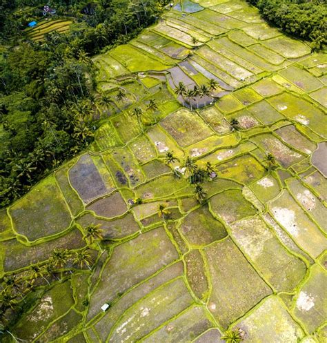 Aerial View Of Desa Mancingan Rice Field In Gianyar Regency Bali