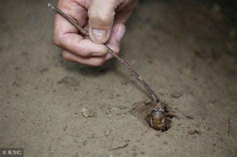 農村常見的金蟬，常年生活在地下，它通過什麼判斷白天和黑夜？ 每日頭條