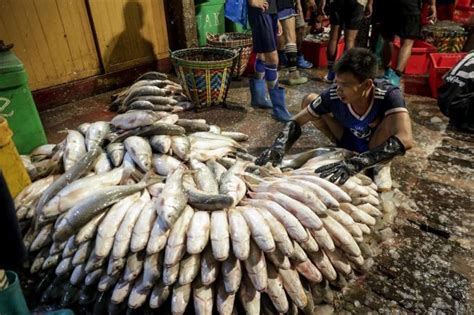 Myanmar Exporting Hundreds Of Tons Of Fisheries Products To Russia