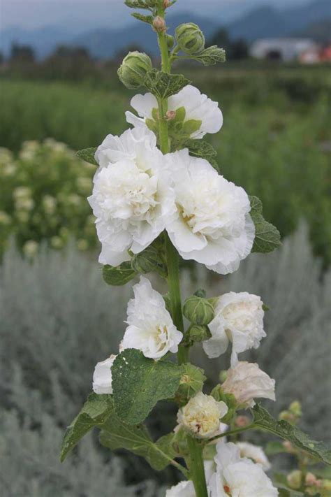 Alcea Rosea Pleniflora Weiß Luberade