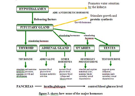 Endocrine System Diagram For Kids Enzymes Endocrine At Craig