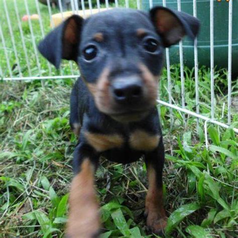 min pin and min pin mix pup's for Sale in Deering, New Hampshire ...