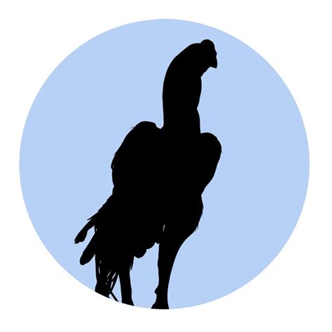 Couleur Du Logo De La Silhouette Du Coq Vecteur Premium