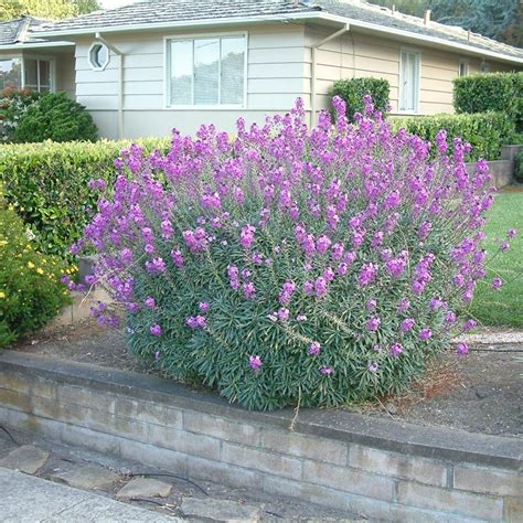 Erysimum Bowles Mauve Vivero Pullally