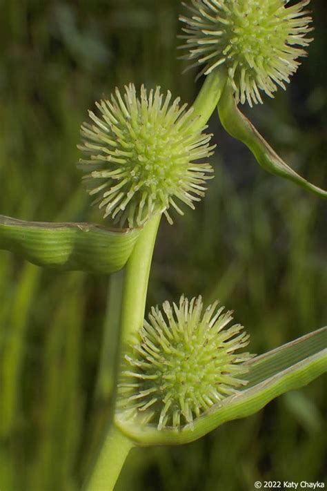 Sparganium Americanum American Bur Reed Minnesota Wildflowers