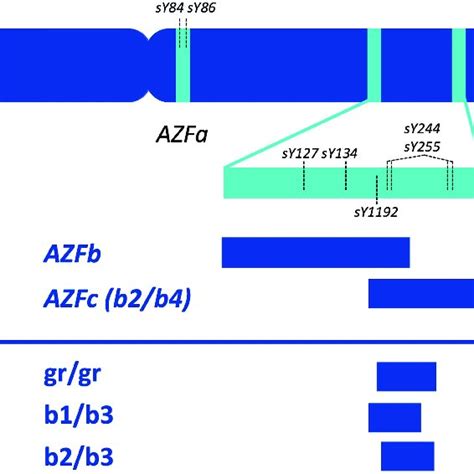 Schematic Representation Of The Y Chromosome And Male Specific Region