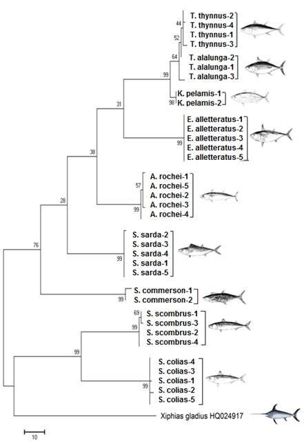 Maximum Parsimony Phylogenetic Tree Based On Coi Sequences Xiphias