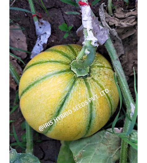 Muskmelon Kharbooja F Iris Sharbati Grams