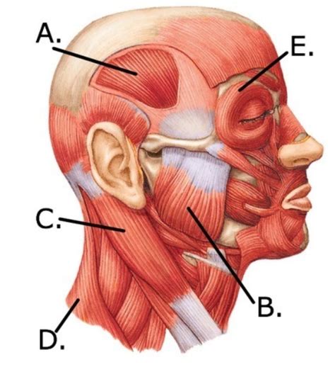 The Figure Illustrates A Lateral View Muscles Of The Head Biology