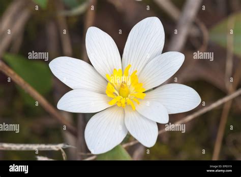 Single Bloodroot Blossom Sanguinaria Canadensis Growing In The