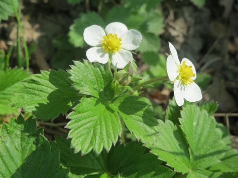 Wild Strawberry Fragaria Vesca Naturescape Wildflowers Shop