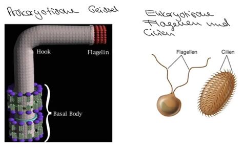 13 Protozoen Protisten Karteikarten Quizlet