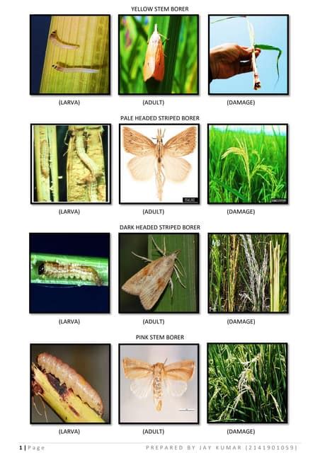images  pest  ricepdf