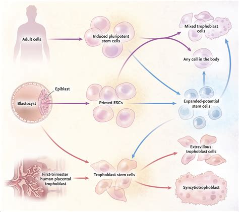 Modeling The Placenta With Stem Cells Nejm