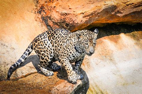 jaguar animal hunting 19582496 Stock Photo at Vecteezy