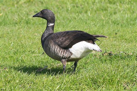 Brent Goose Virkie Shetland Th May Rob Fray Flickr