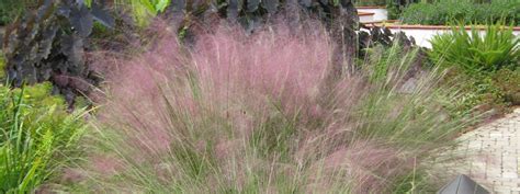 Florida Friendly Ornamental Grasses Fcap