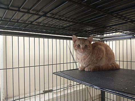 Middletown Ny Domestic Shorthair Meet Tommy A Pet For Adoption