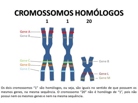 A Estrutura Representada Pelo Número 3 Apresenta Quantos Cromossomos