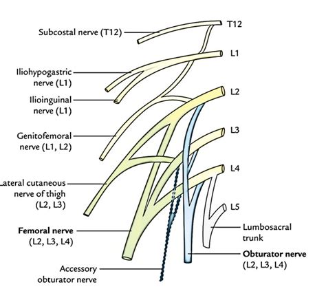 Lumbar Plexus Labeled