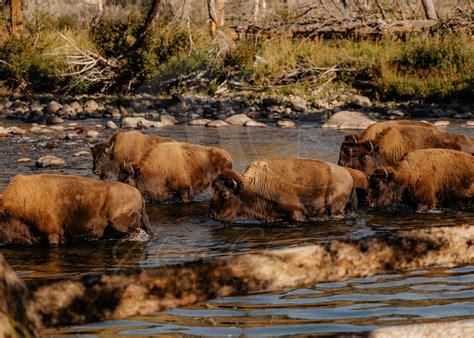 Bison Herd Photo at Yellowstone National Park Wyoming - Etsy