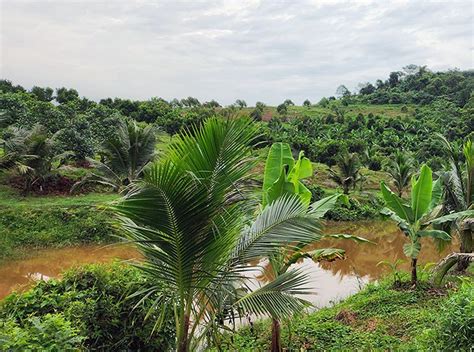 Beautiful Musang King Black Thorn Durian Orchard Just Minutes From