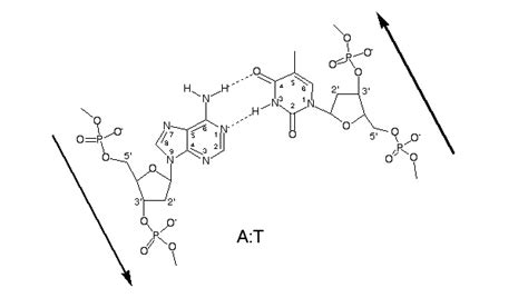 DNA Base Pairs | NEB