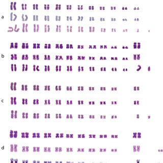 Nocaracris Cyanipes A C Banded Meiotic Metaphase I Chromosomes BFISH