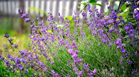 11 Deer Resistant Herbs To Plant This Season