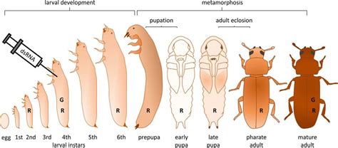 Red Flour Beetle Life Cycle