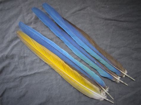 Parrot Tail Feathers | Naturally Molted | Macaw Nutz!